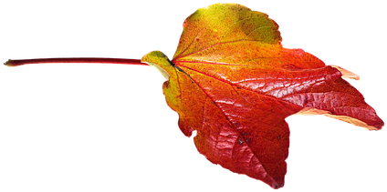 Autumn, Leaves, Leaf, Transparent - Transparent Png Autumn Leaves (510x340)