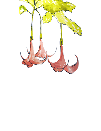 Datura Design Group Of Sarasota, Fl - Angel's Trumpets (329x425)