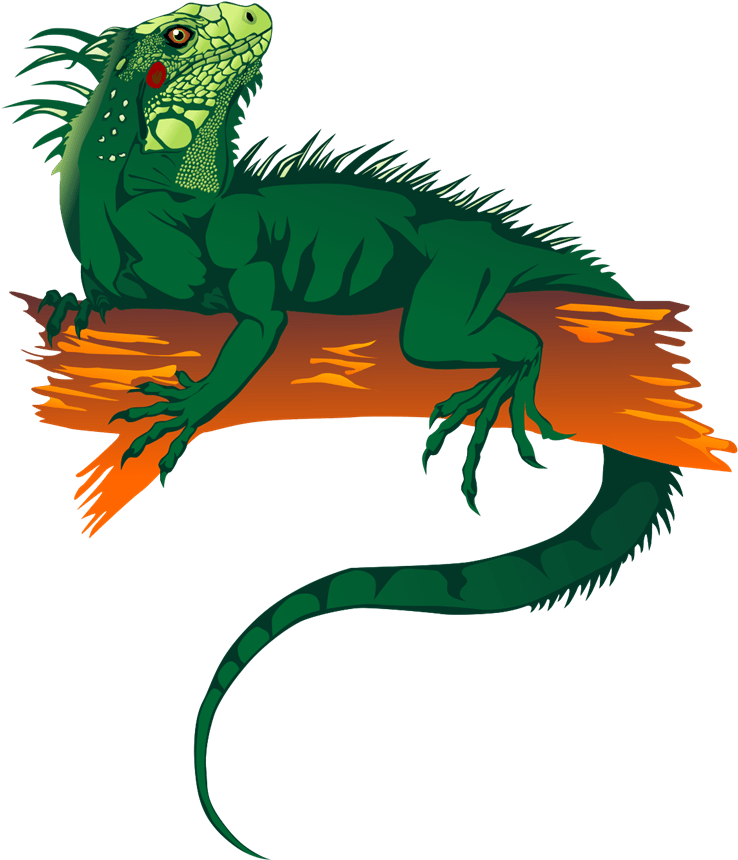 Free Iguana Clipart (800x955)