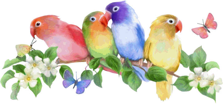 Butterflies & Parrots - Animated Love Birds Gif (725x338)