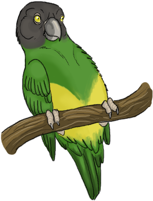 Senegal Parrot Ii By Cockatoo - Lovebird (330x430)