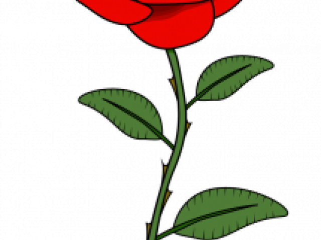 Drawn Rose Red Rose - Room Tommy Wiseau Happy Valentines Day (640x480)