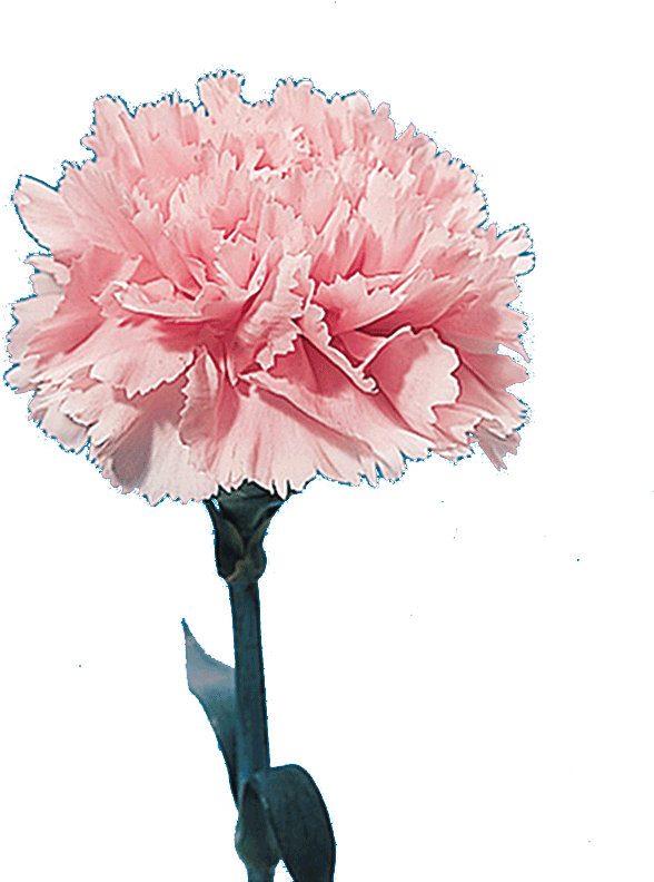 Carnation - " - Anjer Inc (692x888)