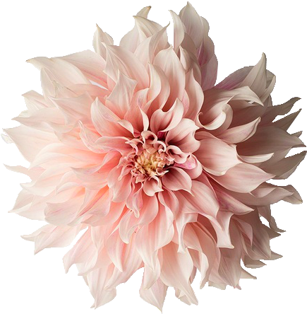 Love This - Flower Photography With White Background (500x749)