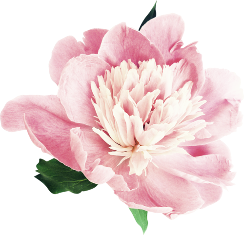 Common Peony (500x482)
