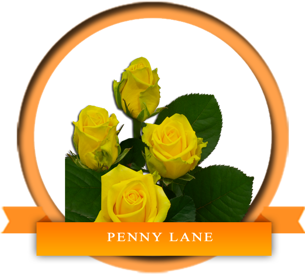 An Exquisite Shaped True And Deep Yellow Rose Symbol - Export (600x600)