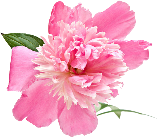 Purple Turtle Big Board Book Flowers - English (548x483)