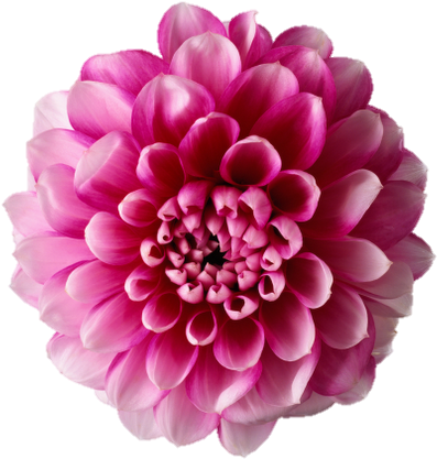 Events Fower - Clipart Flowers Real (512x512)