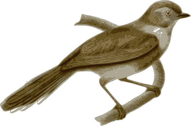 Branch Bird, Feathers, Animal, Brown, Sitting, Twig, - Sooty Bushtit (640x423)