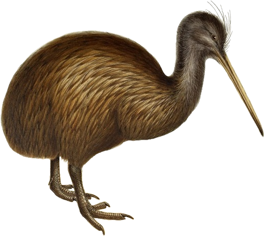 Rhea Bird - Limpkin (531x467)