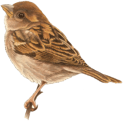 Francien Van Westering - Colored Pencil (501x480)