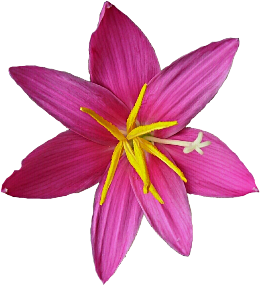 Pink Easter Lily By Jeanicebartzen27 - Lily (849x941)