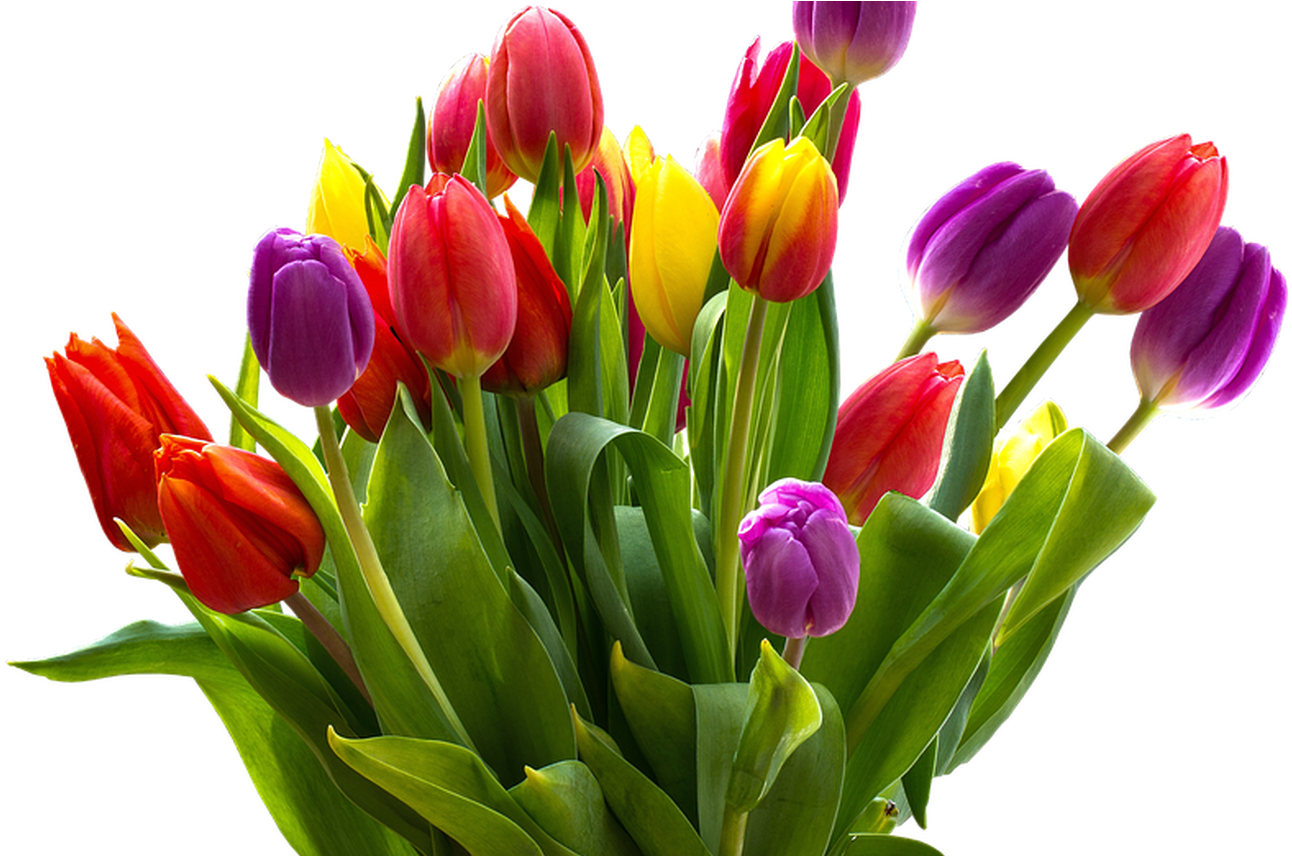 Easter Flower Png 101 Clip Art - ภาพ สุขภาพ ดอกไม้ Png (1368x855)