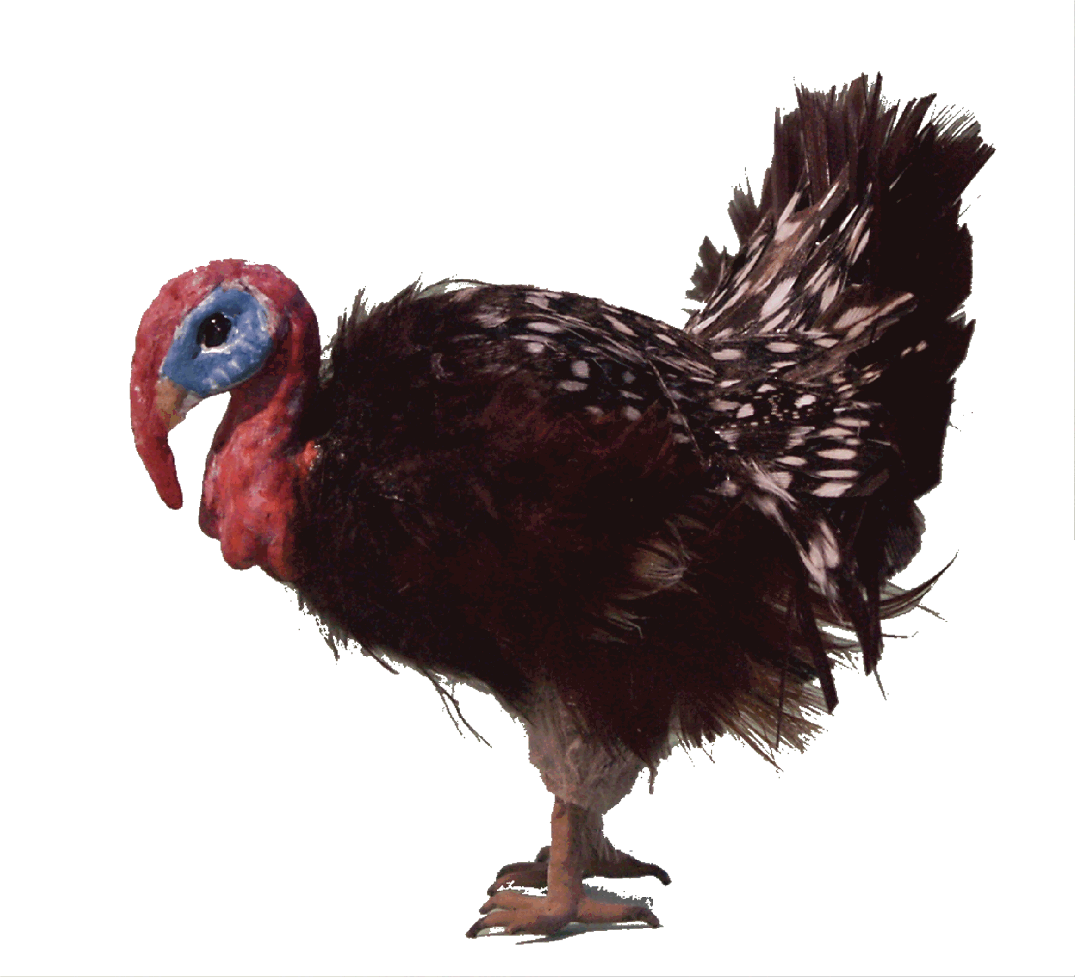 Feathered Turkey For The Dolls House - Turkey (1559x1418)