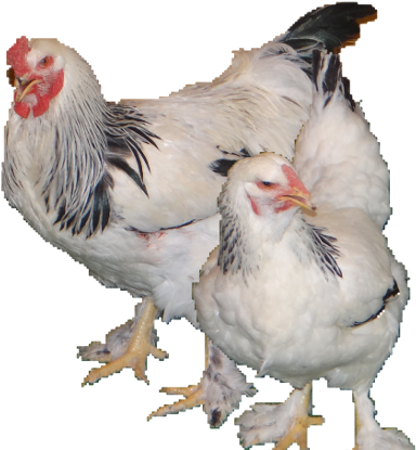 Light Brahmas Are Mainly White In Color With, Black-edged - Rooster (396x430)