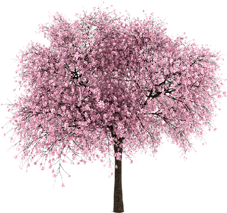 13 Oct 2014 - Cherry Blossom Tree Png (512x512)