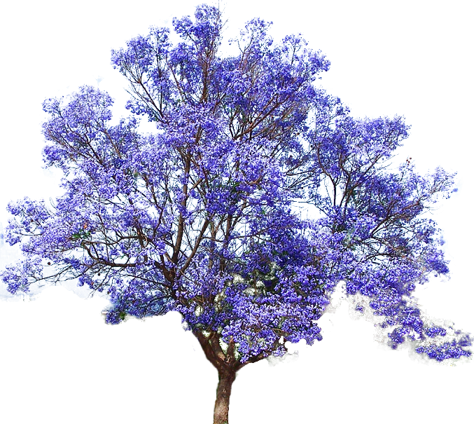 Image7 - Jacaranda Tree Png (677x605)