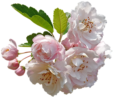 Blossom, Crab Apple, Tree - Apple Tree Blossom Png (409x340)