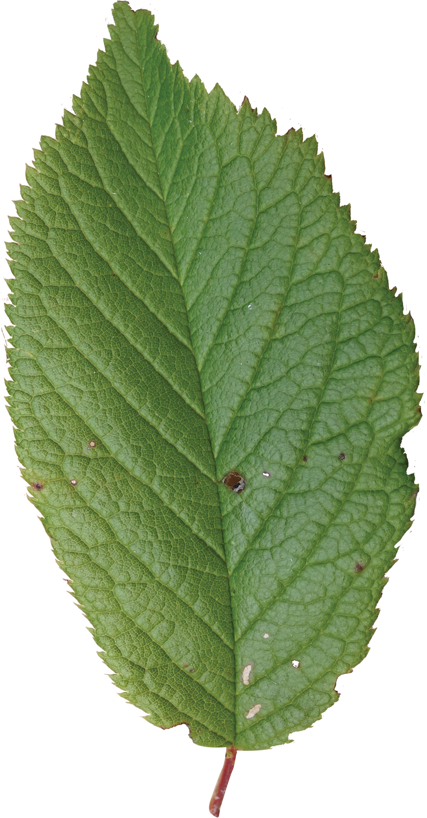 Siberian Crab Apple Tree Leaves (900x1712)