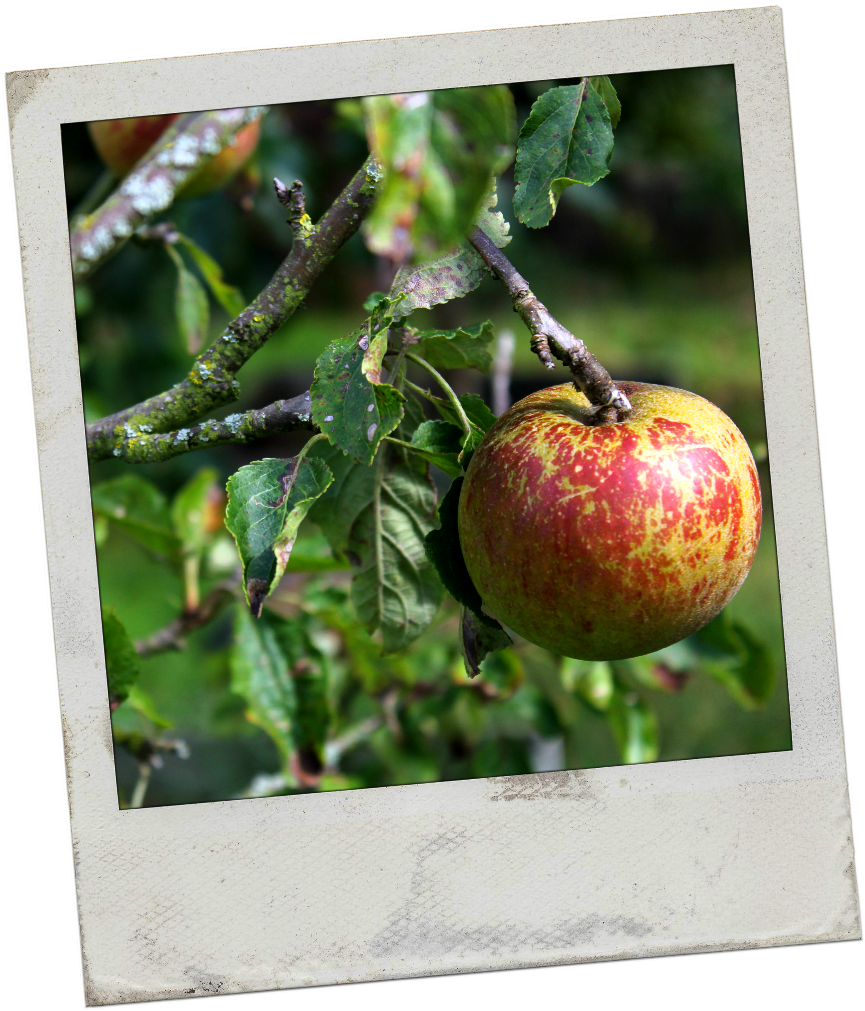 Apple - Apple (2780x3249)