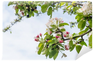 Budding And Blossoming Branches Of A Crabapple Tree - Ilex Decidua (400x400)