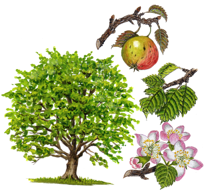 Call Us Now On 01322 349500 And Receive A Free, No - Illustration (429x394)