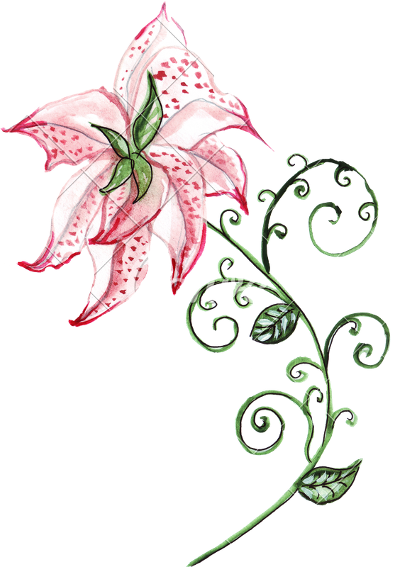 Hand Drawing Of Watercolor Lily Ornament - Drawing (557x800)