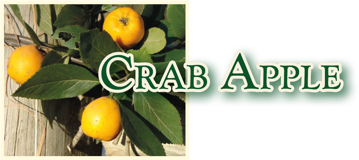 Tangerine (1656x1242)