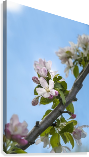 Pink And White Crabapple Flowers Against A Blue Sky - Posterazzi Pink And White Crabapple Flowers Against (289x511)