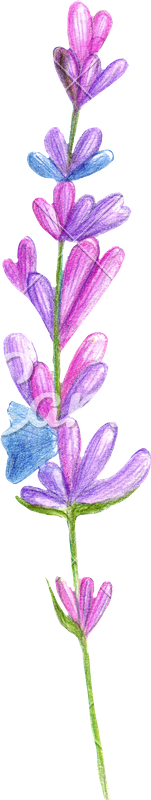 Hand Drawing Of Watercolor Pencil Lavender Blue Flowers - Drawing (151x800)
