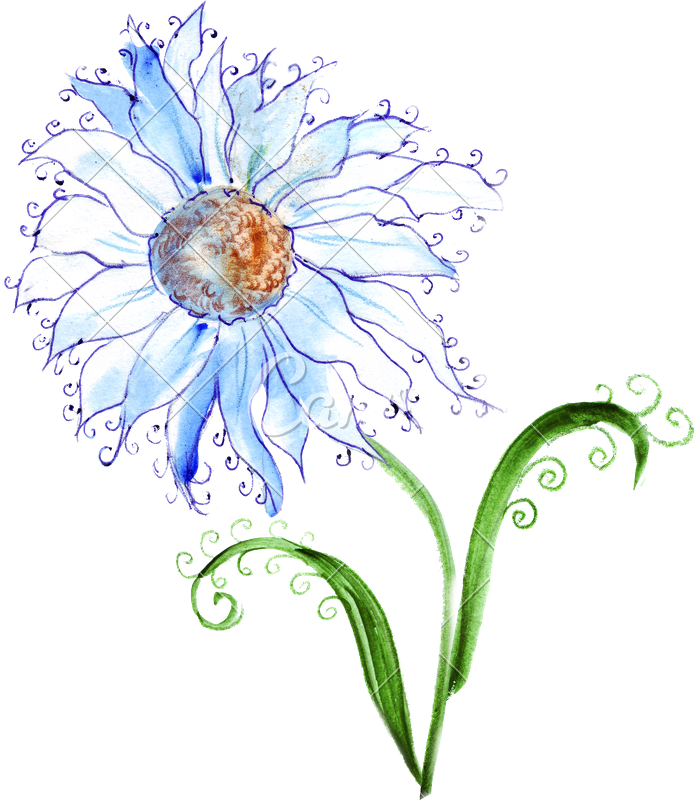 Hand Drawing Of Chamomile Flowers - Chrysanths (695x800)