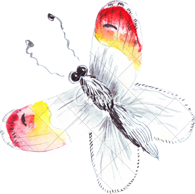 Hand Drawing Of Colourful Watercolour Butterfly - Brush-footed Butterfly (800x798)