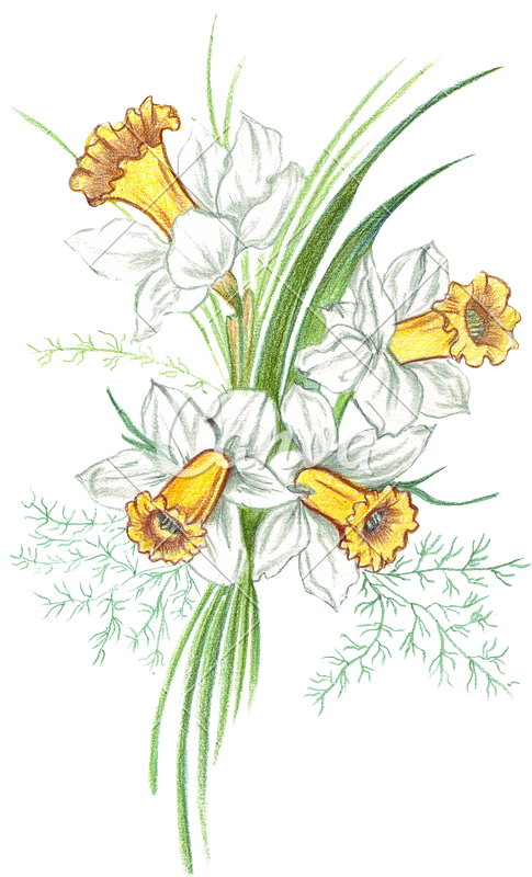 Hand Drawing Of A Realistic Colored Pencils Bouquet - Dessin Bouquet De Fleurs Crayons (485x800)