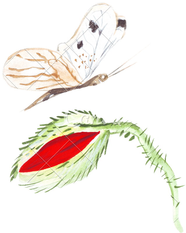 Hand Drawing Sketch Poppy Flower - Drawing (639x800)