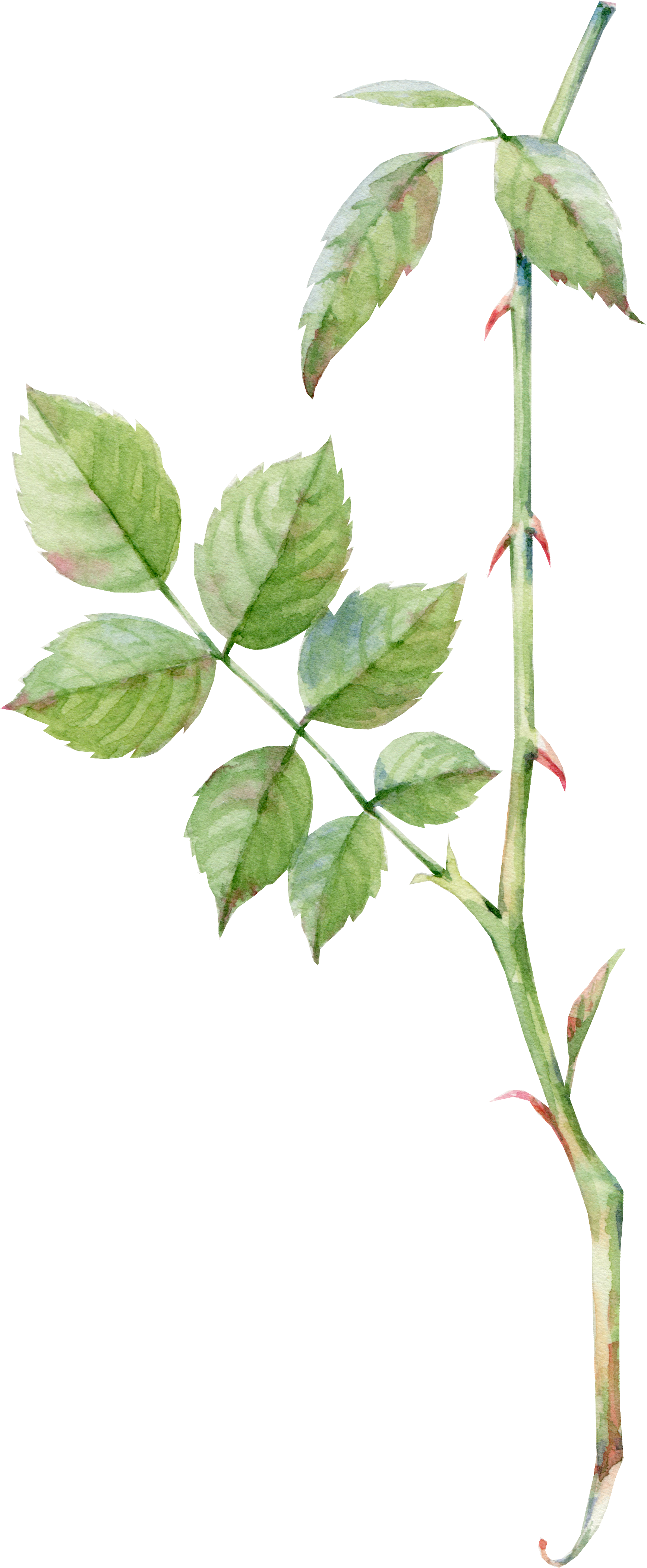 Watercolor Painting Rose Drawing Pink - Rose Leaf Watercolor (2137x4323)