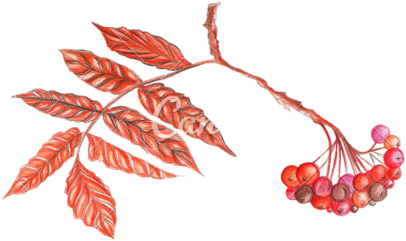 Hand Drawing Markers Rowan Branch - Seedless Fruit (800x475)