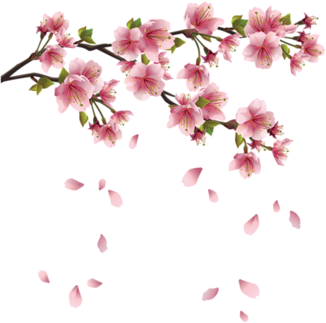 Ranuncula Clipart Cherry Blossom - Cherry Blossom Leaves Png (472x500)