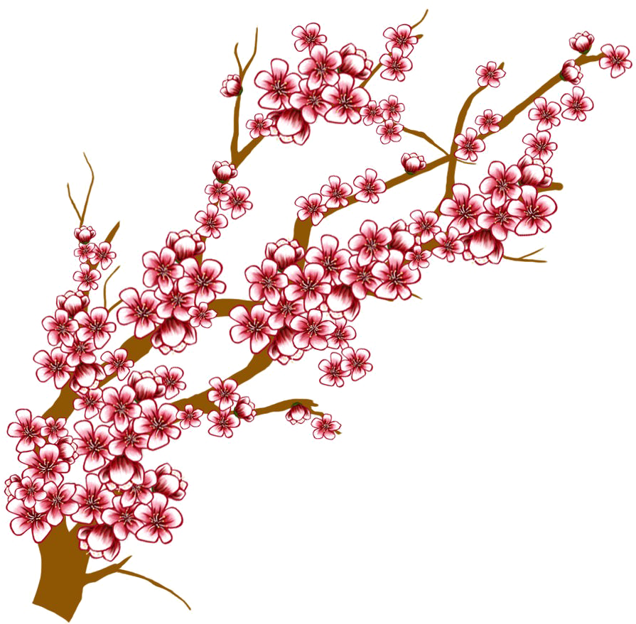 Japanese Flowering Cherry Transparent Background - Cherry Blossom Tree Branch Drawing (894x894)