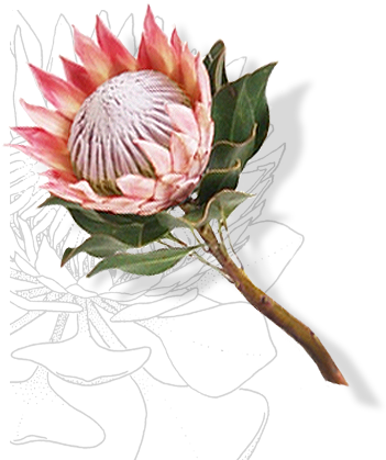 National Symbols - South African National Emblems (380x419)