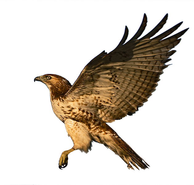 Harris Hawk Clipart Raptor Bird - Hawk (960x600)