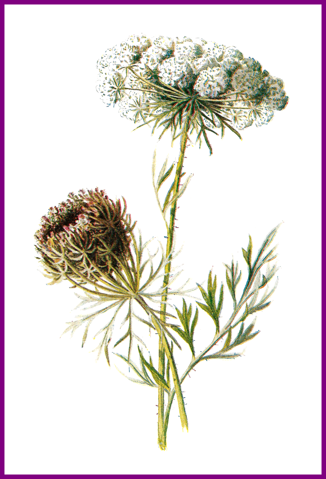 Shocking Antique Wildflower Clip Art Digital For Queen - Clip Art (1112x1630)