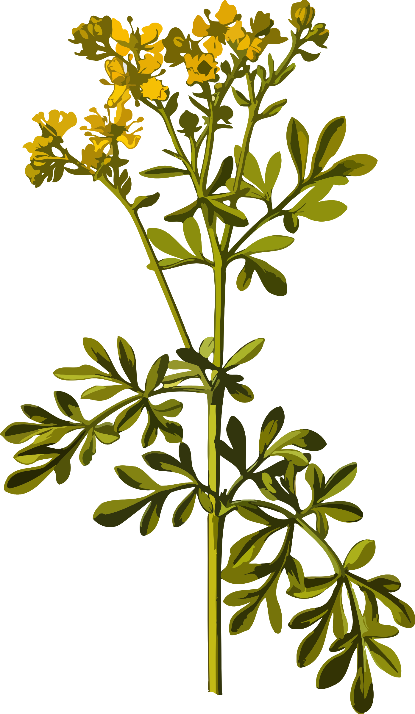 Common Rue By @firkin, From A Drawing In 'medizinal-pflanzen', - Rue Plant Illustration (1394x2400)