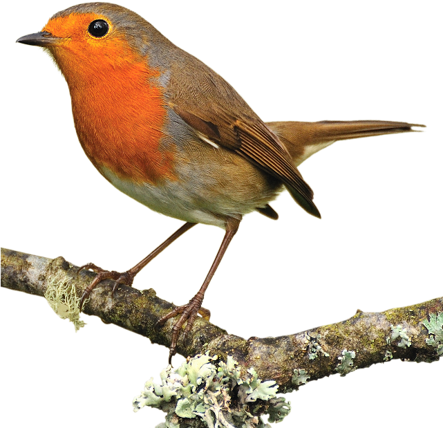 European Robin - Rotkehlchen Png (640x700)