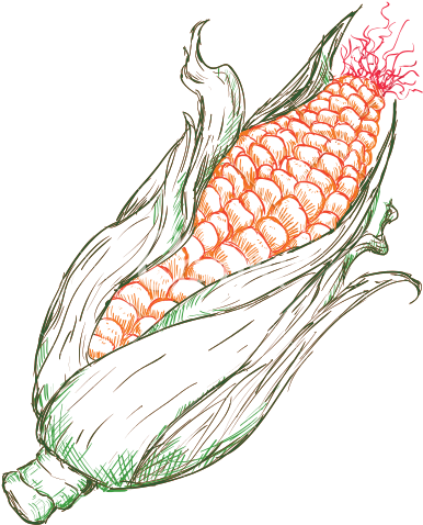 Corn Drawing - Corn Drawing Transparent (550x550)