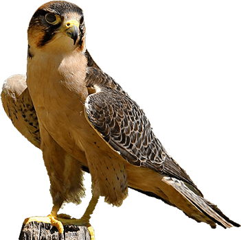 Home The Bird Man 2016 11 07t17 - Bird With Dog Head (351x350)