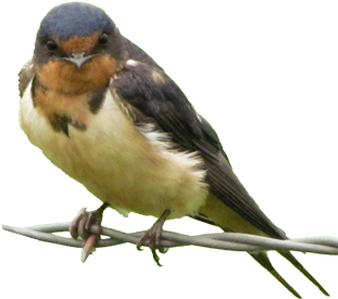 Bird Gard Electronic Bird Repellent Swallow - Swallow Bird Png (322x398)