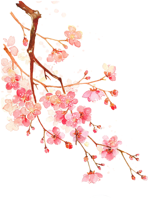 Cherry Blossoms Png - Chinese Beautiful Cherry Blossom Png (500x877)