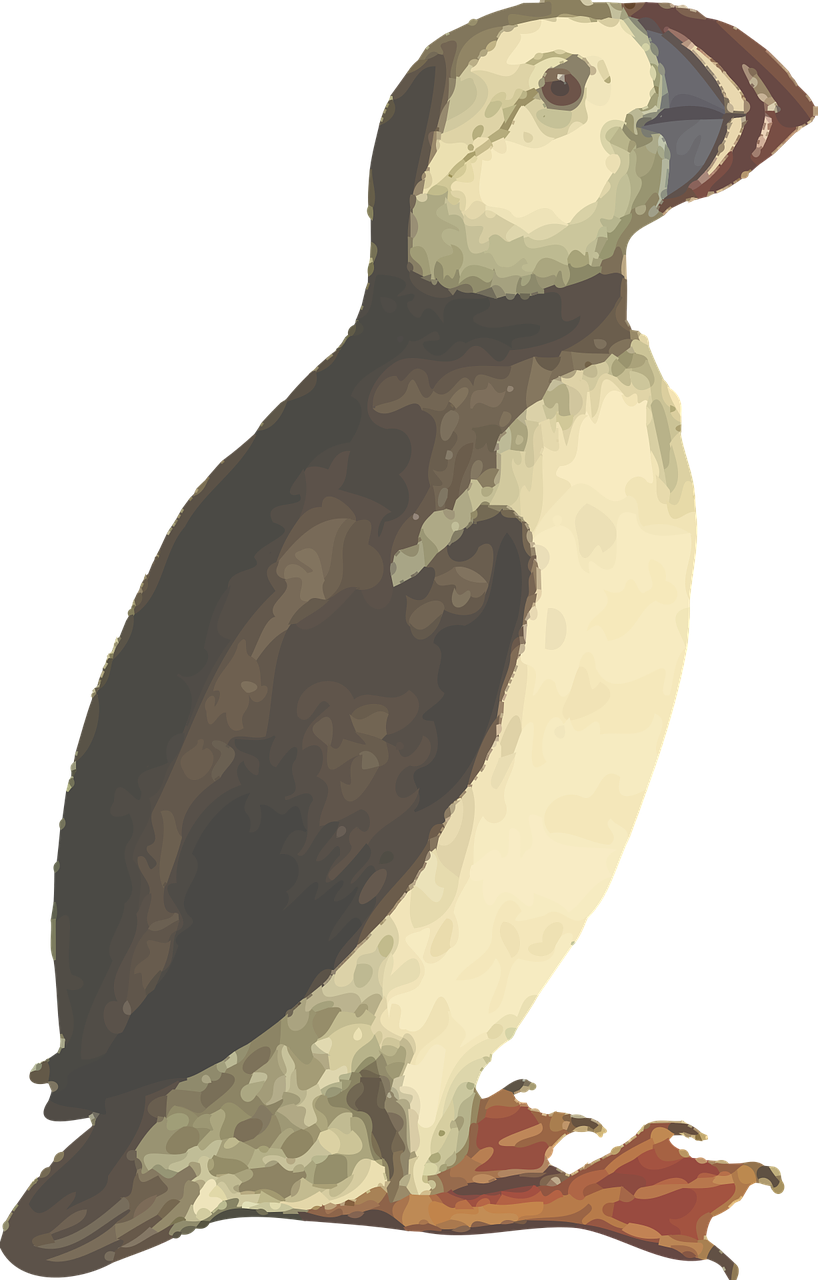 Animal Bird Puffin Png Image - Puffin Bill Transparent (818x1280)