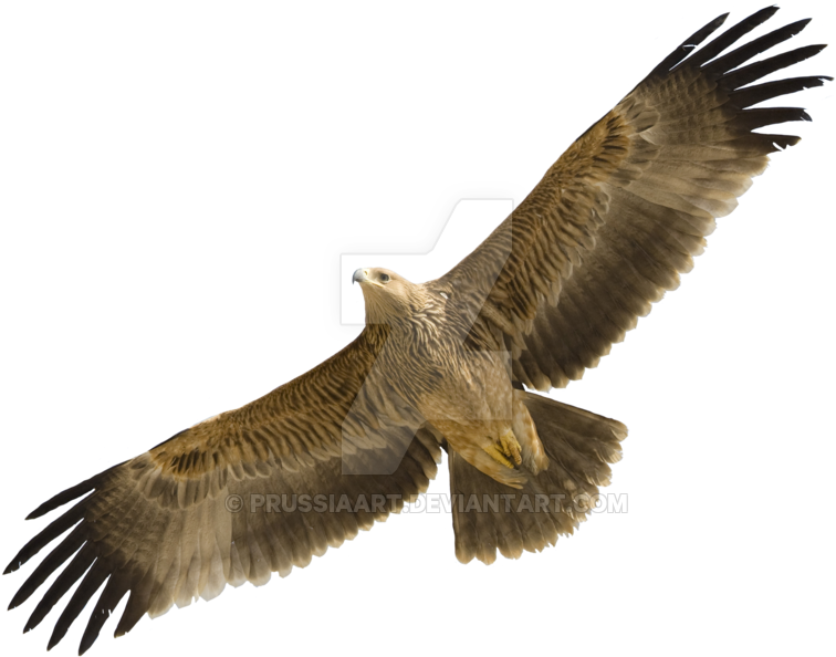 Eastern Imperial Eagle Golden Eagle Bird Egyptian Vulture - Bird Flying Transparent Background (900x636)