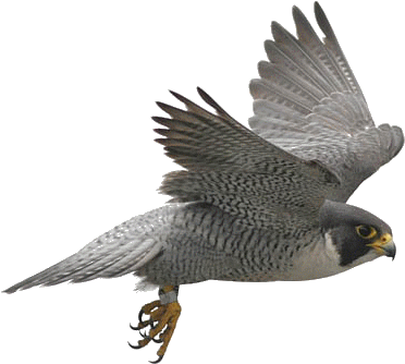 Birds Icon Clipart - Birds Of Prey Png (405x361)